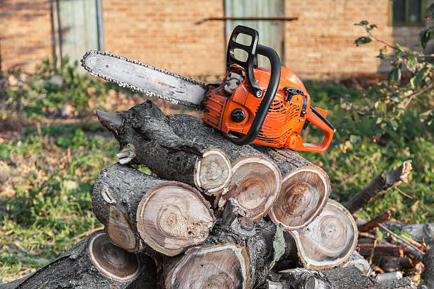 The Steps Involved in Our Tree Care Process in Tomball, TX